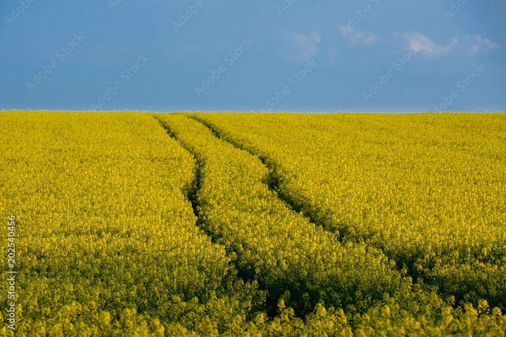 The yellow rape field. Spring landscape.