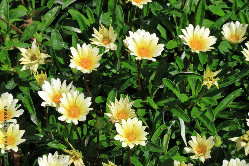 ガザニアの花