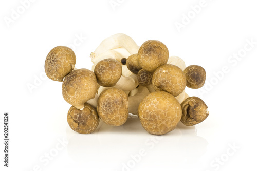Brown beech mushrooms Shimeji set isolated on white background.