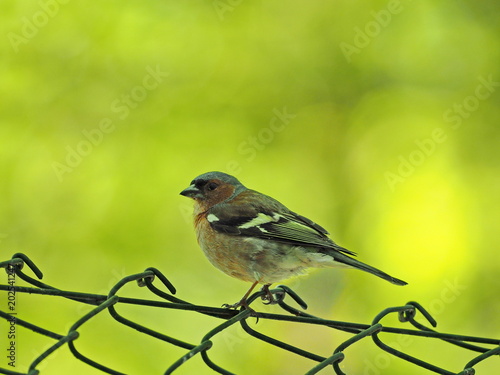 Buchfink auf Zaun sitzend - Chaffinch sitting on fence