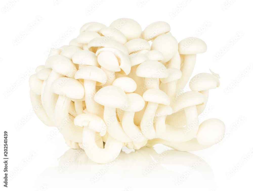 White beech mushrooms Shimeji group isolated on white background. White beech mushrooms Shimeji group isolated on white background.