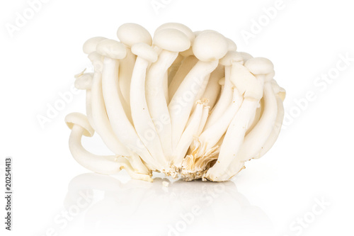 White beech mushrooms Shimeji isolated on white background.
