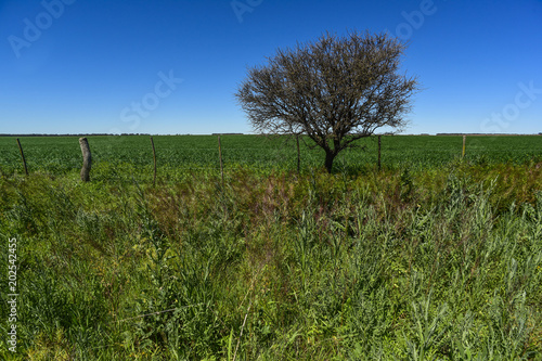 Calden Tree landscape, La Pampa, Argentina