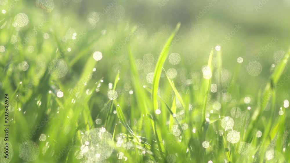 Drops of water on the grass. Morning dew. Blurred Background Drops of water on the grass. Morning dew. Blurred Background