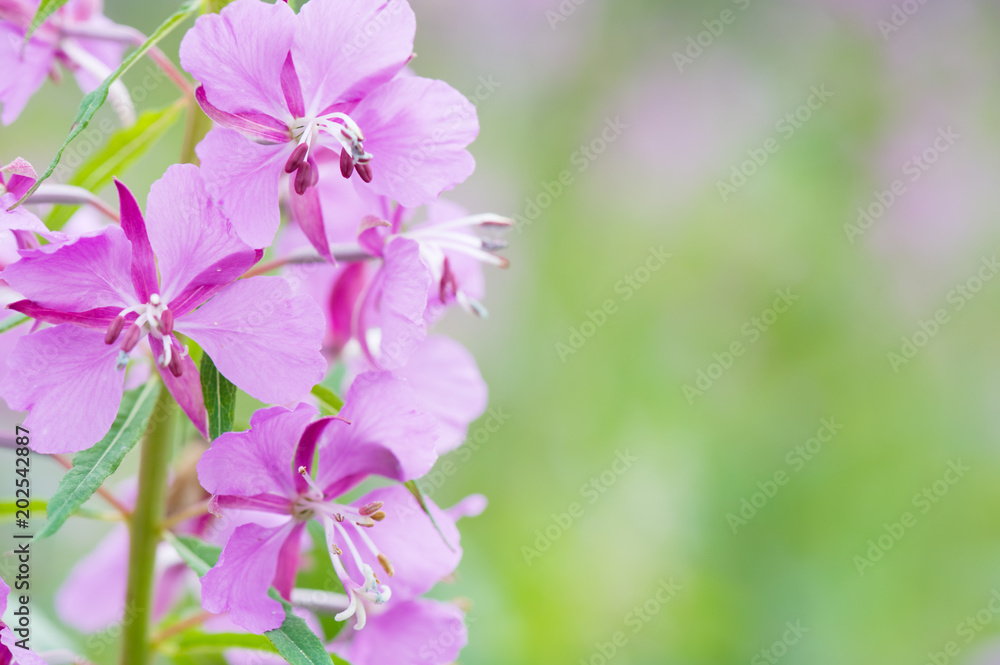 Close-up of Fireweed, Willowherb (Epilobium angustifolium) flowers.