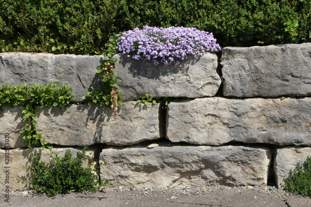 Spring Garden Polsterpflanzen An Einer Natursteinmauer Im Fr hling spring-garden-polsterpflanzen-an-einer-natursteinmauer-im-fr-hling