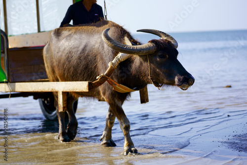 西表島の水牛