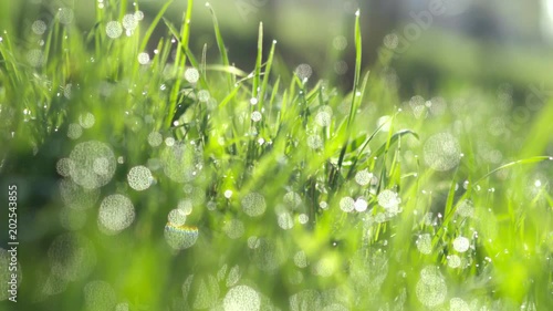 Drops of water on the grass. Morning dew. Blurred Background
