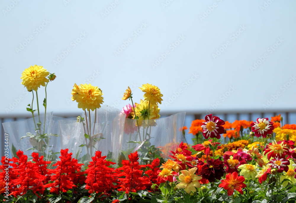 花の苗