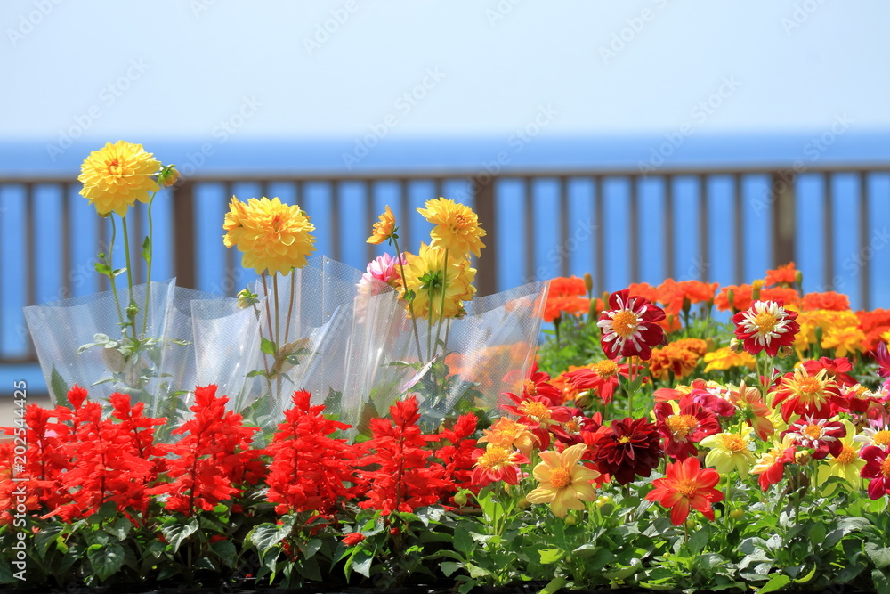 花の苗
