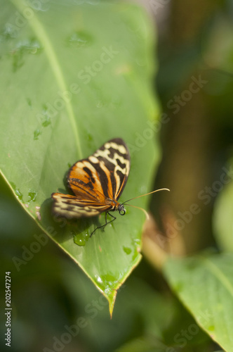 Monarch or Orange and Black Butterfly Sitting on a Leaf