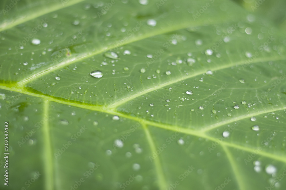 Bright Green Leaf with Dew Drops Texture - Horizontal Bright Green Leaf with Dew Drops Texture - Horizontal