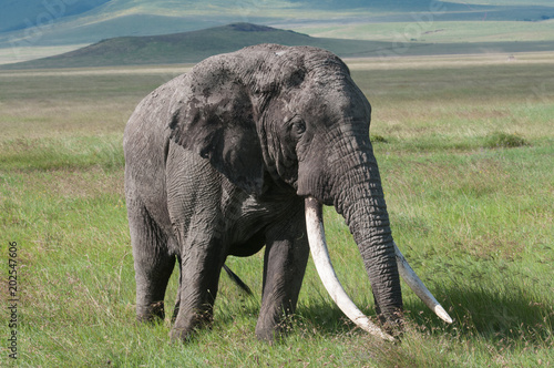 elephant ngorongoro crater tanzania africa