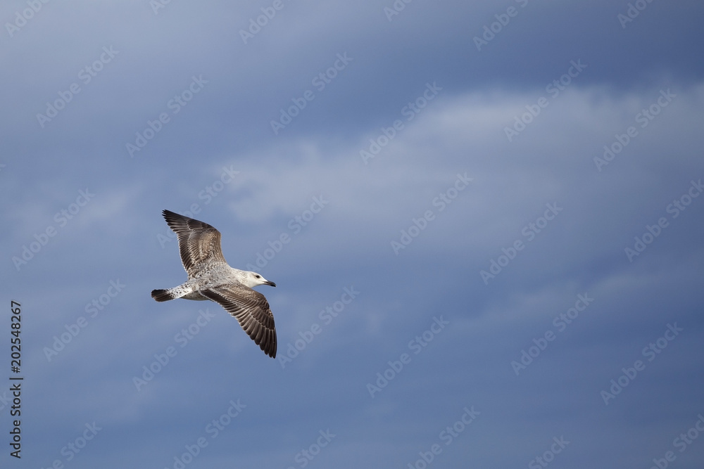 A flying seagull. Seabirds. A bird in flight. Live nature. A flying seagull. Seabirds. A bird in flight. Live nature.