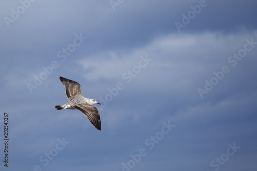 A flying seagull. Seabirds. A bird in flight. Live nature.