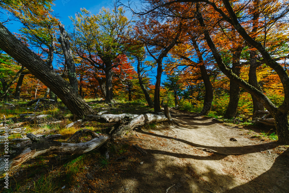 Φωτογραφία Bright colors of autumn and landscapes of the park Los Glaciares