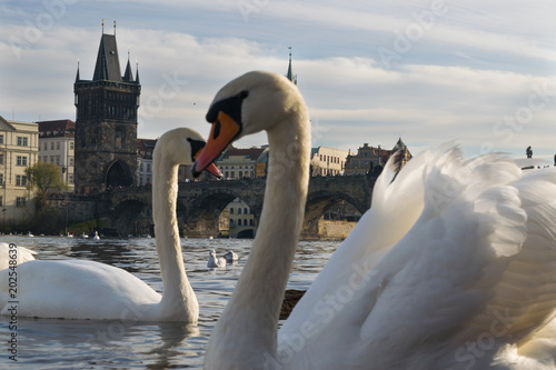 Ponte carlo a Praga photo