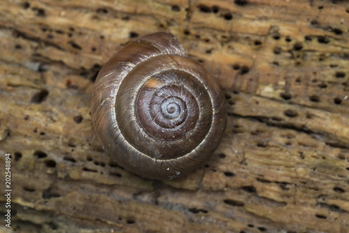 Snail shell over tree bark