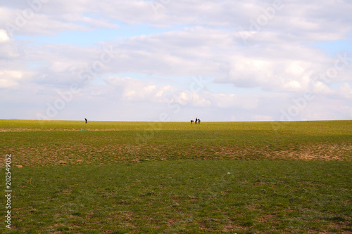 Distance shot of unidentified white truffle hunters  on meadow in Turkey photo