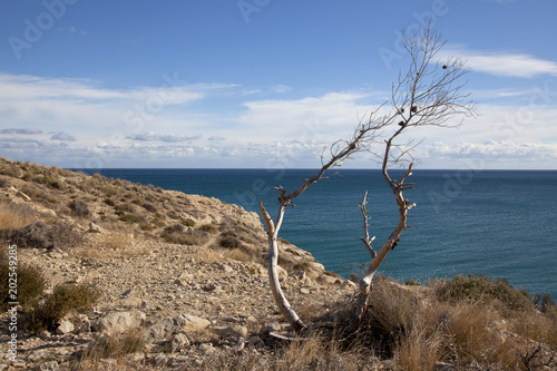 A lonely tree on top. Nice view of the sea. Spain.