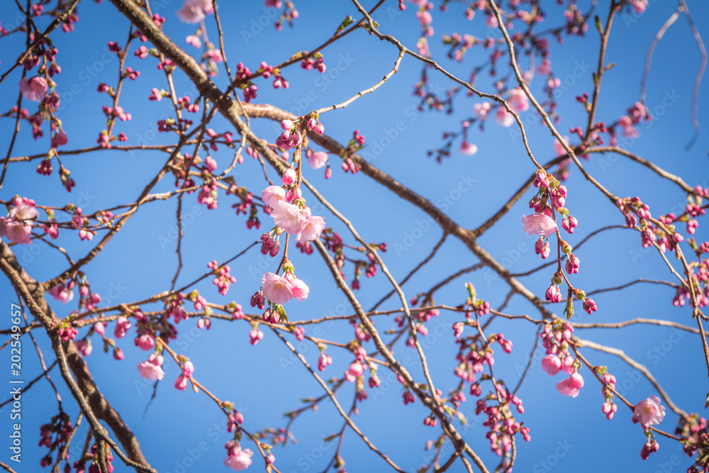 Beautiful Oriental Cherry Flowers Branch Blossom in Spring Day Blue Sky Copy Space Background Beautiful Oriental Cherry Flowers Branch Blossom in Spring Day Blue Sky Copy Space Background