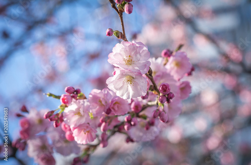 Beautiful Oriental Cherry Flowers Blossom in Spring Blue Sky Abstract Background