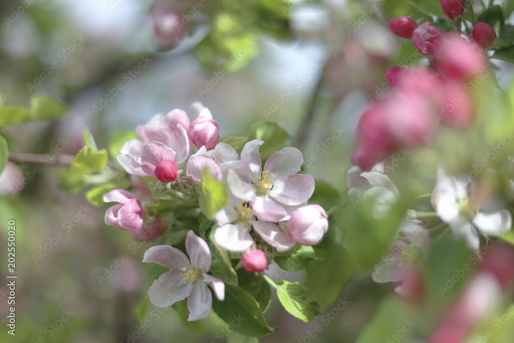 Flowering Garden Apple Tree