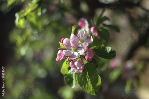 Flowering Garden Apple Tree © Anthony