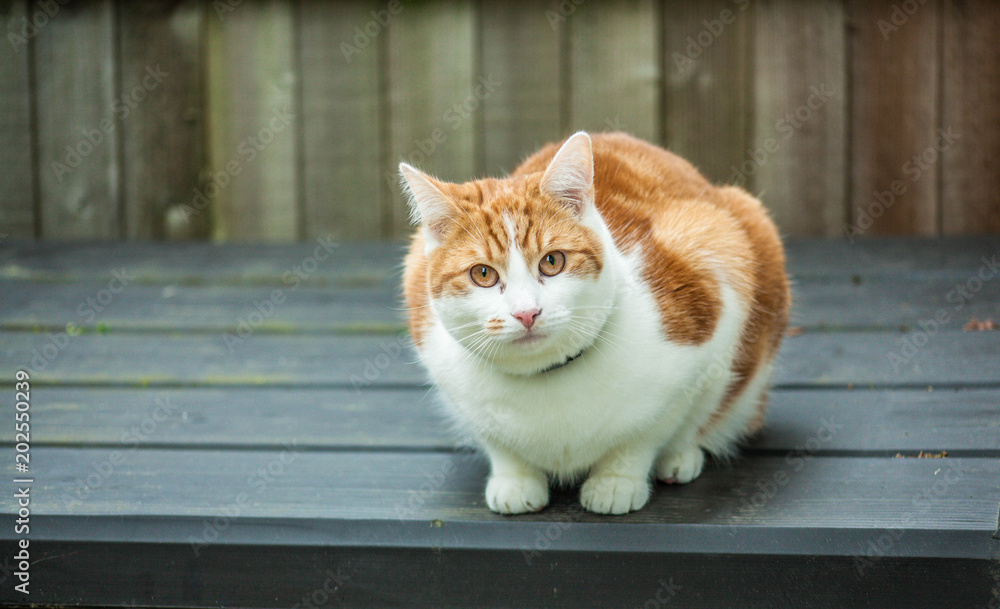 Ginger Cat on Storage Box Ginger Cat on Storage Box