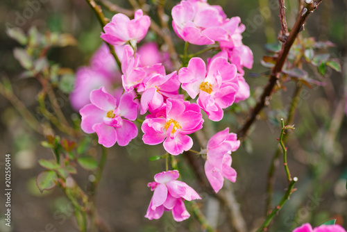 Pink color blossoms like cherry photo