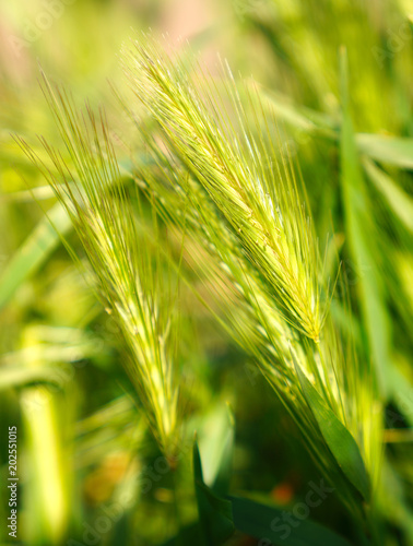 Selective focus of ears of wheat
