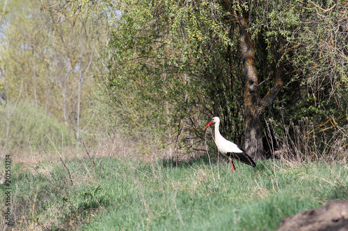 Landscape with white stork at edge of deciduous forest near Borki, Zhytkavichy District of Gomel Region of Belarus photo