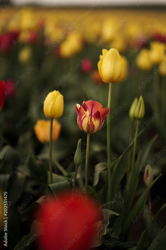 Soft Yellow Soft Yellow