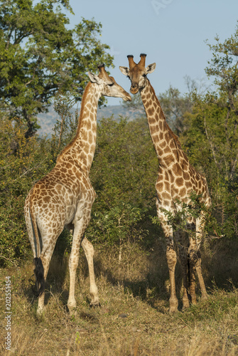 Giraffa  Kruger National Park