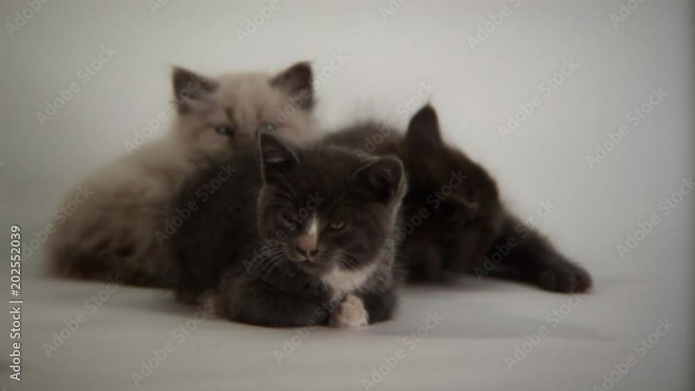 Three kittens sitting and playing together on a white background being cute Three kittens sitting and playing together on a white background being cute
