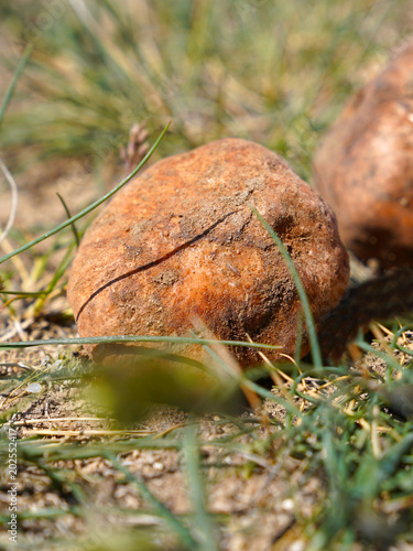 White truffle on ground photo