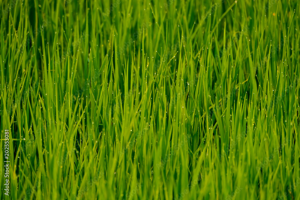 a green field of grass a green field of grass