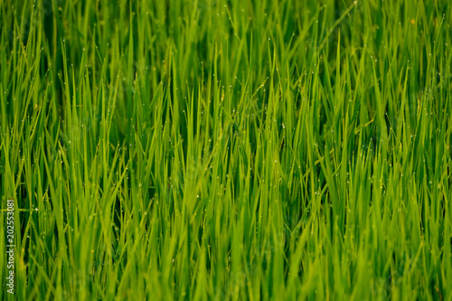 a green field of grass