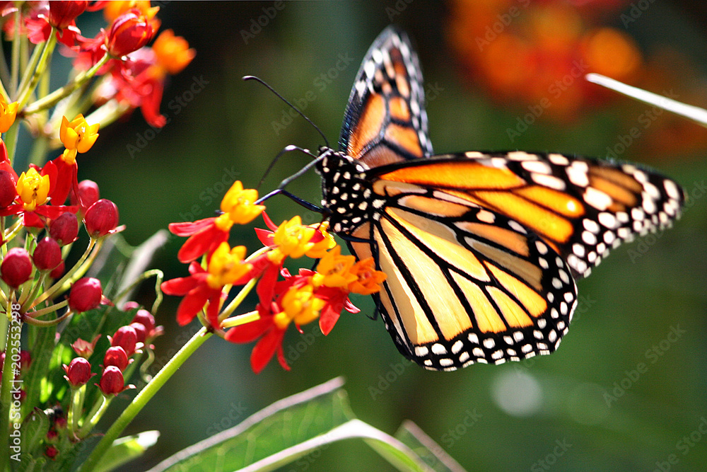 Obraz premium butterfly