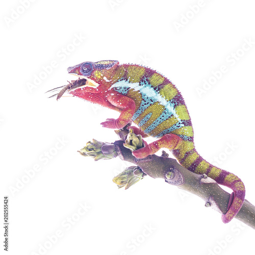 Colorful chameleon on the top of the branch eating large insect species on the white background. Close up illustration photography.