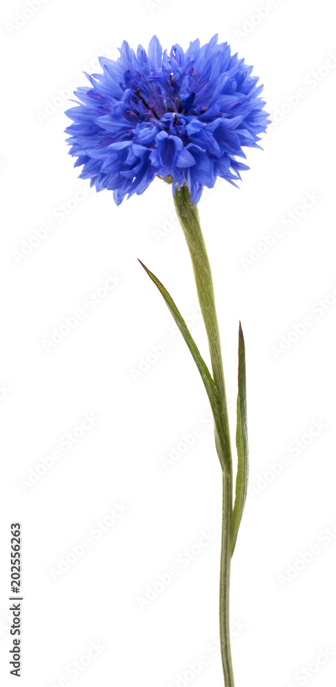 Blue Cornflower Herb or bachelor button flower head isolated on white background cutout - obrazy, fototapety, plakaty 