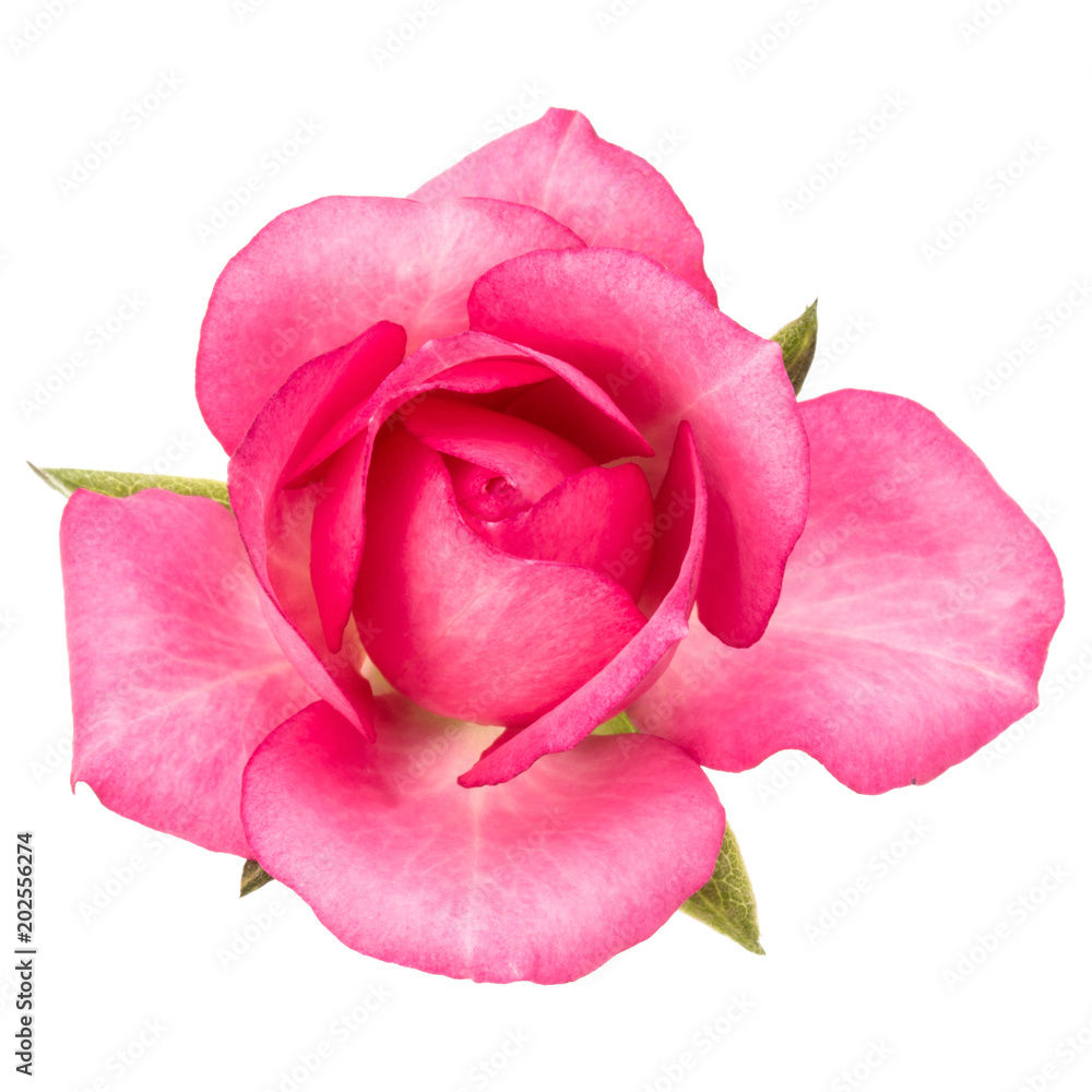 one pink rose flower isolated on white background cutout one pink rose flower isolated on white background cutout