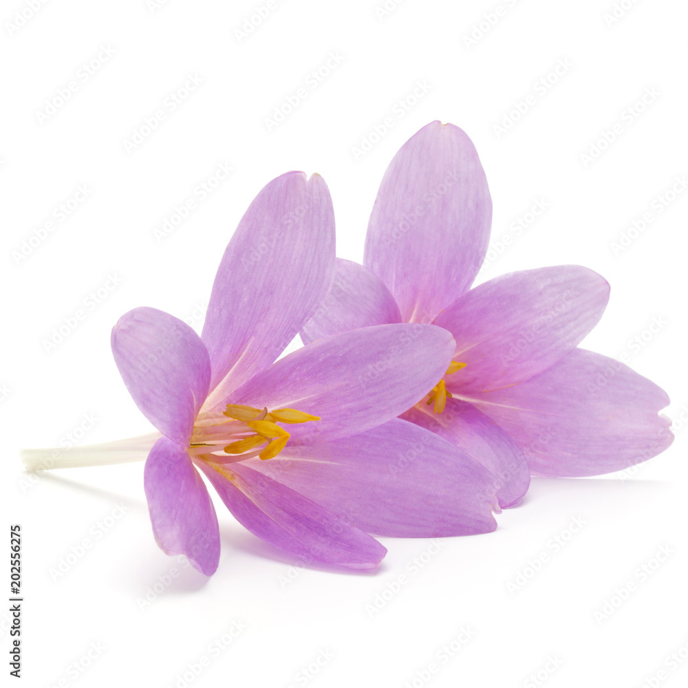 lilac crocus flowers isolated on white background lilac crocus flowers isolated on white background