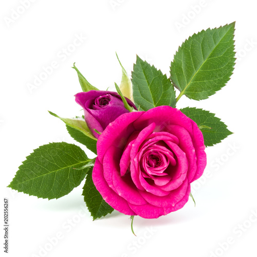 pink rose flower bouquet isolated on white background cutout photo