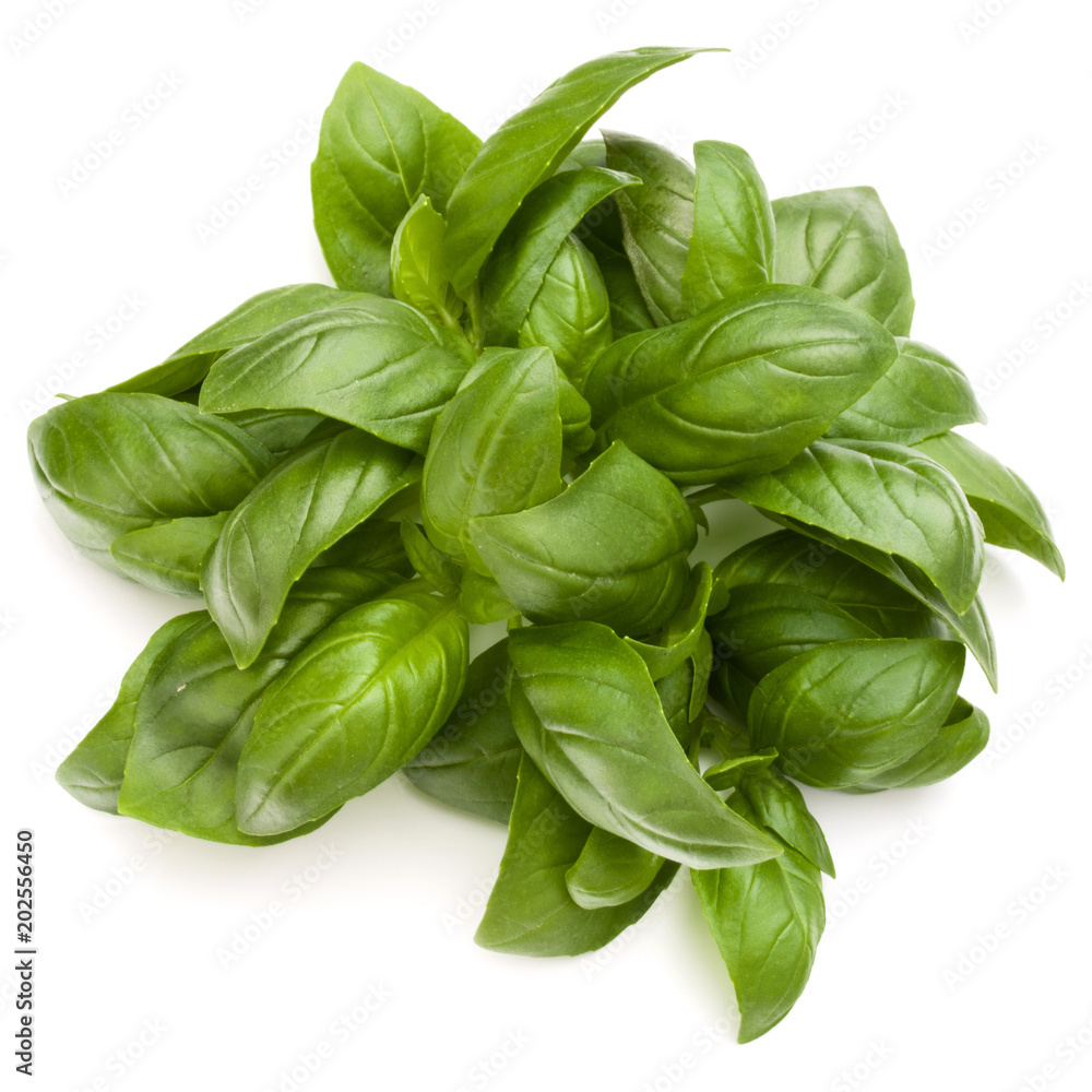 Sweet basil herb leaves bunch isolated on white background Sweet basil herb leaves bunch isolated on white background