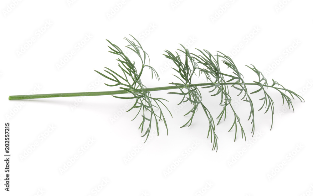 Close up shot of branch of fresh green dill herb leaves isolated on white background Close up shot of branch of fresh green dill herb leaves isolated on white background