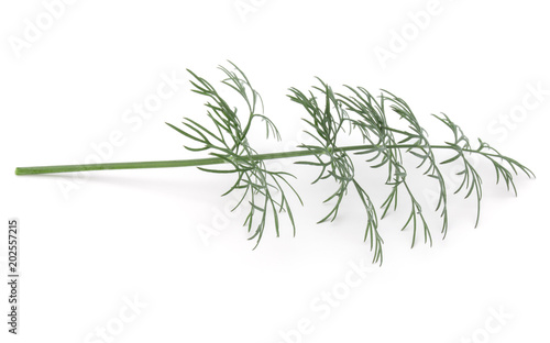 Fototapeta Naklejka Na Ścianę i Meble -  Close up shot of branch of fresh green dill herb leaves isolated on white background