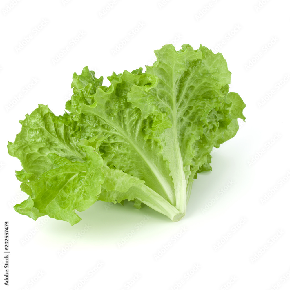 fresh green lettuce salad leaves isolated on white background fresh green lettuce salad leaves isolated on white background