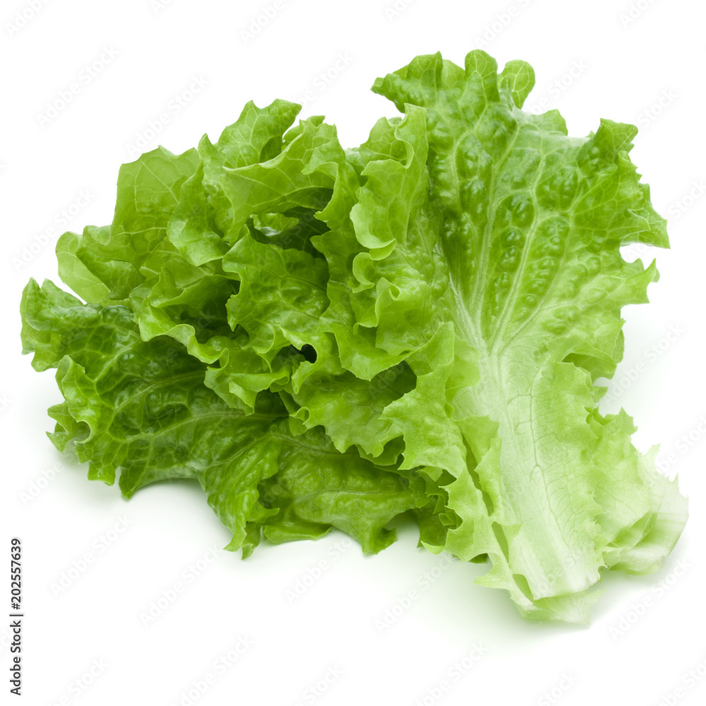 fresh green lettuce salad leaves isolated on white background fresh green lettuce salad leaves isolated on white background