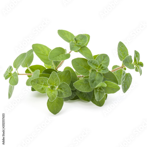 Oregano or marjoram leaves isolated on white background cutout